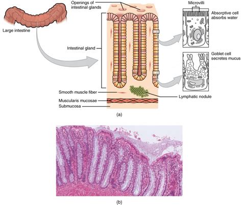 The Small and Large Intestines | Anatomy