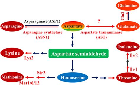 Frontiers | Aspartate Transaminase AST2 Involved in Sporulation and ...