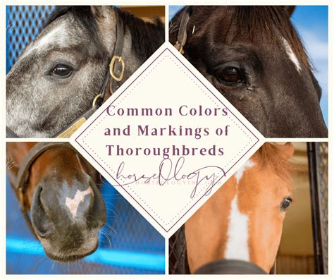 Thoroughbred Colors and Markings