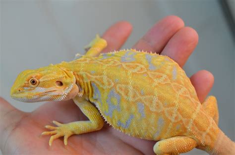 Bearded Dragon Morphs