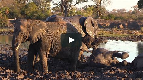 Elephants wallow in mud by a waterhole in South Africa. Green trees and bushes visible in the ...