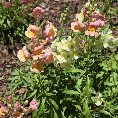 Snapdragon Seeds - Etsy