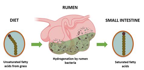 Rumen Microbes - Eubacterium ruminantium | Department of Animal Science