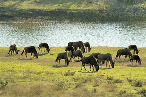 Common Wildebeest – Fossil Rim Wildlife Center