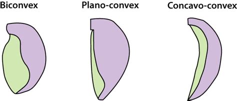 Brachiopod Morphology – Atlas of Ordovician Life