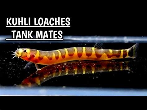 Kuhli loach tank mates | Tank mates for Kuhli Loaches . - YouTube