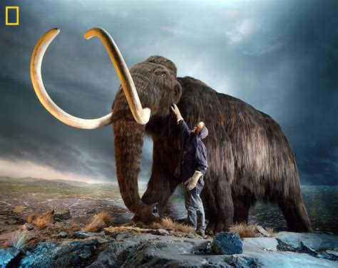 Woolly Mammoth DNA Inserted into Elephant Cells