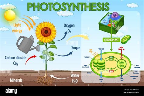 Steps Of Photosynthesis Diagram