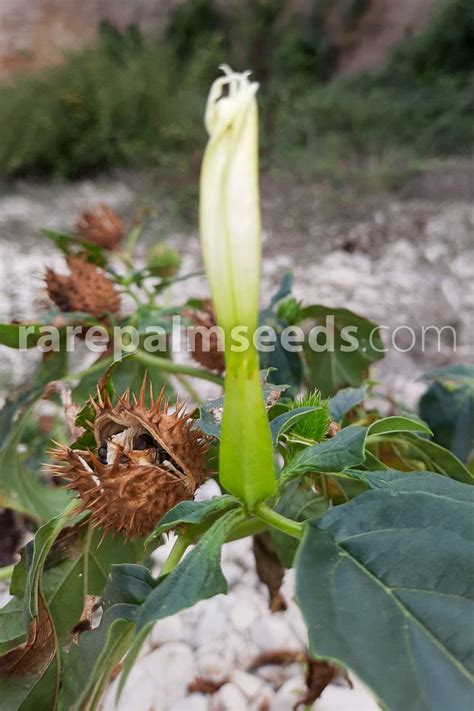 Datura stramonium – Thornapple, Jimsonweed – Buy seeds at rarepalmseeds.com