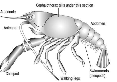 typical crustacean