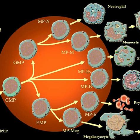 Myeloid cell differentiaion. The differentiation of the six major ...