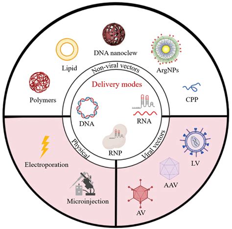 Pharmaceutics | Free Full-Text | CRISPR/Cas9 Delivery System ...