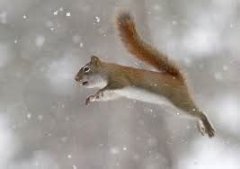 Adaptations - Project Squirrel