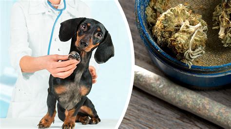 Marijuana Poisoning Up For Dogs: Here’s How To Keep Your Pet Safe (MUST READ IF YOU HAVE PETS)