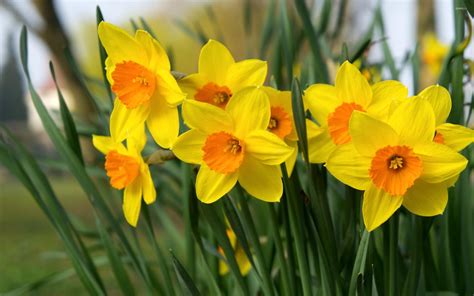 Daffodils [4] wallpaper - Flower wallpapers - #40029