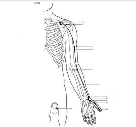 Acupuncture Lung Meridian - Good Shepherd