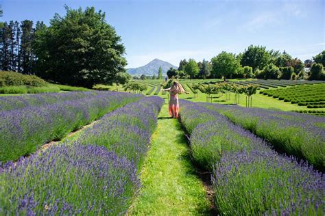 COMPLETE Guide to Visiting the Wanaka Lavender Farm, New Zealand