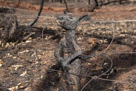 Australian Photographer Opens Up About Dead Kangaroo Burned to Death