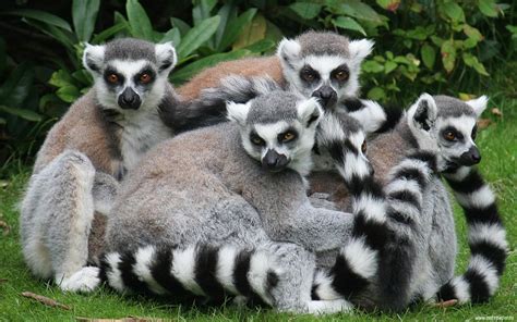 Lemur Wallpapers - Wallpaper Cave