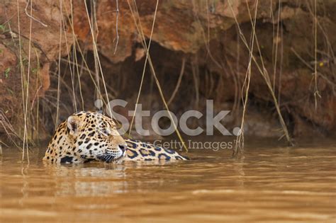 Jaguar In Water Stock Photo | Royalty-Free | FreeImages