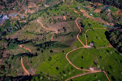 Aerial view of Ella Tea Garden, Nuwara Eliya, Sri Lanka - Stock Image ...