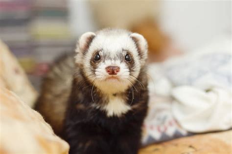 155 Most Popular Ferret Name Ideas & Meanings - We're All About Pets