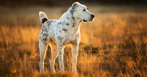 Alabai (Central Asian Shepherd) - A-Z Animals