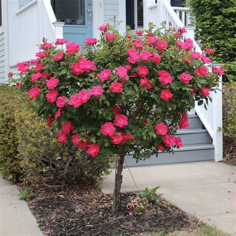 Red Knock Out Rose Trees for Sale – FastGrowingTrees.com