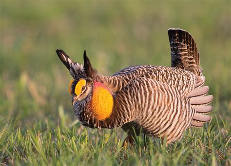 ‘Endangered and Disappearing Birds of the Midwest’ | Bloom Magazine