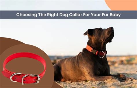 Choosing the Perfect Dog Collar: A Comprehensive Guide