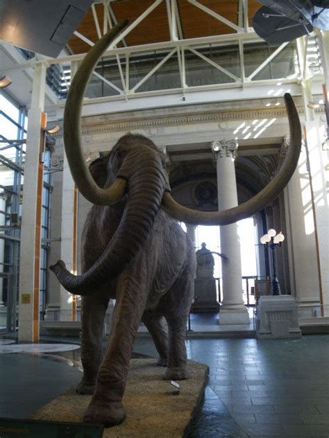 Mammoth Exhibit At Missouri History Museum Takes Visitors Back In Time | St. Charles, MO Patch