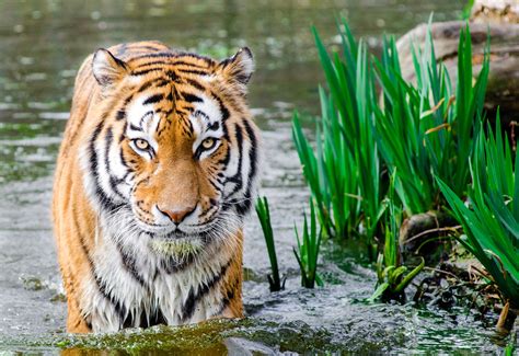 tiger animal on body of water near green grasses free image | Peakpx