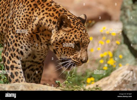 Big cats, Leopard Stock Photo - Alamy