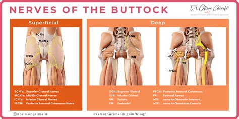 Getting to the bottom of buttock pain - Part 2 | Dr Alison Grimaldi