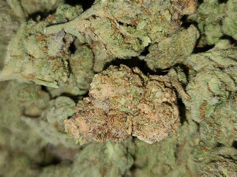 Blood Orange Sorbet Marijuana Strain Information & Reviews | AllBud