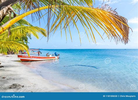 Starfish Beach panama. editorial stock photo. Image of relax - 118100658