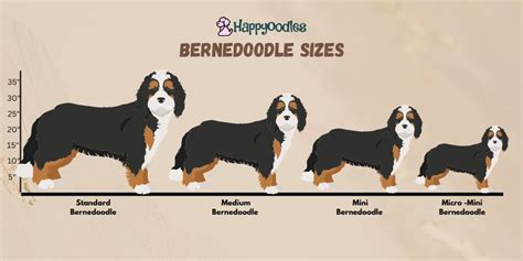 Bernedoodle Size: Standard, Medium, Mini and Micro Mini - Happy Oodles