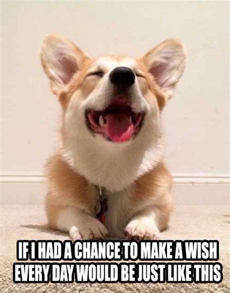 17 Best images about Corgi Quotes on Pinterest | Quote art, Perspective ...