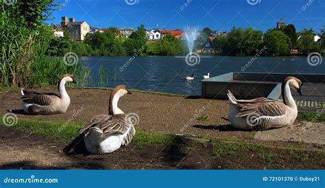 Trio Geese Time To Relax in Diss Mere Park. Stock Photo - Image of anglia, beautiful: 72101370