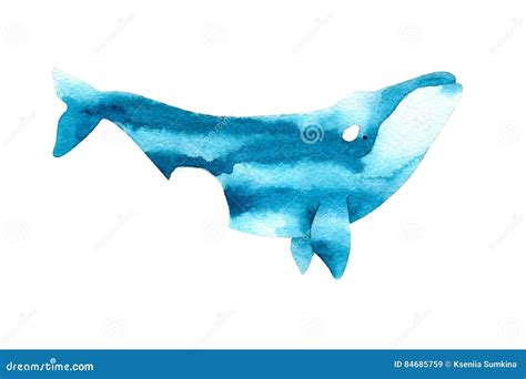 Watercolor Sketch Of Right Whale. Illustration Isolated On White Background Stock Illustration ...