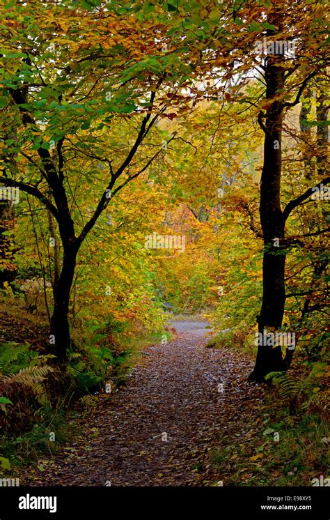 Autumn path Aberfeldy Birks, Perth and Kinross, Perthshire Scotland ...