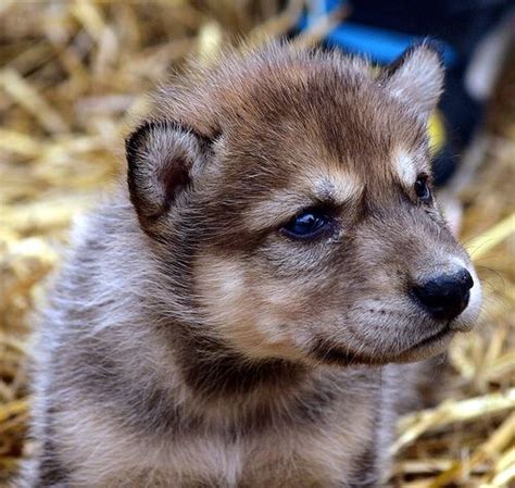 10+ images about baby wolf cubs on Pinterest | Wolves, Mothers and Baby ...