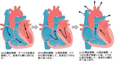 生物学 第2版 — 第40章 循環器系 —. Japanese translation of “Biology 2e” | by Better Late Than Never | Medium