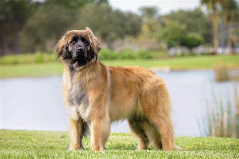 Leonberger Puppies For Sale