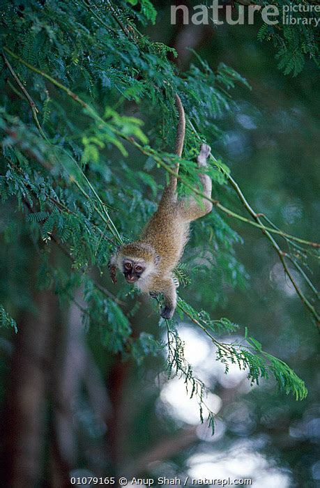 Nature Picture Library Playful Vervet monkey in tree (Chlorocebus / Cercopithecus aethiops ...