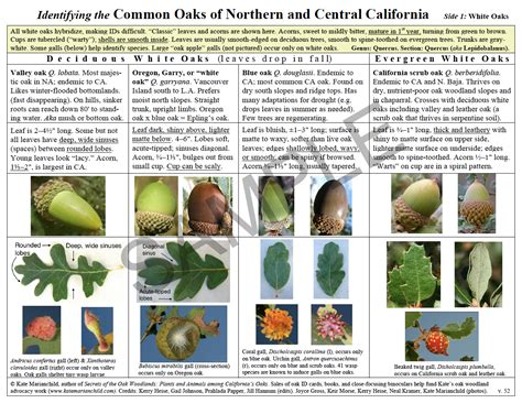 Oak Identification Guides – Kate Marianchild