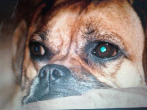 My sweet pugsley! | Dog life, Dogs, Animals