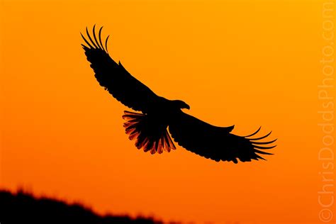 Bald Eagle Silhouette — Nature Photography Blog