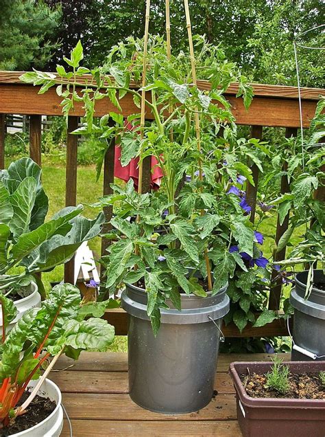 How to Grow Large Tomatoes in Containers Heirloom Tomatoes Growing, Tips For Growing Tomatoes ...