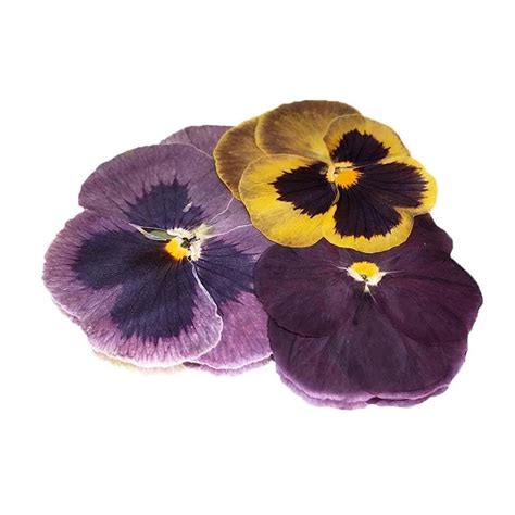 Pressed Pansy Edible Flowers | Edible Flower Decorations | Cake Supplies